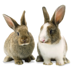 AzfaRich Rabbit Skin Care, Ubat Arnab untuk Bulu dan Kulit 200ml